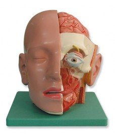 Head and neck, three-dimensional model