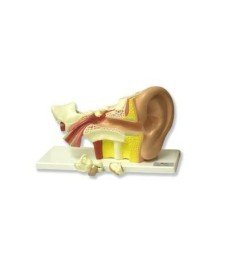 Ear Model