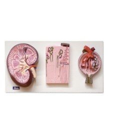 Kidney, Renal Corpuscle and...