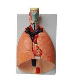 Système respiratoire, modèle tridimensionnel