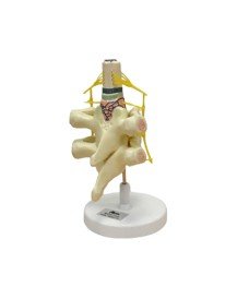 Spinal Cord Anatomical Model