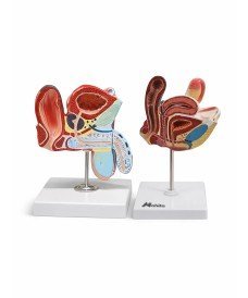 Reproductive System Teaching Models