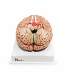 Life-size human brain anatomical model, dissectible to facilitate observation and study of the different structures.