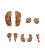 Life-size human brain anatomical model, shown dissected into its 9 parts